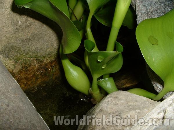 Flotation<br>(Location of Picture: Garden, Racine, Wisconsin, USA)