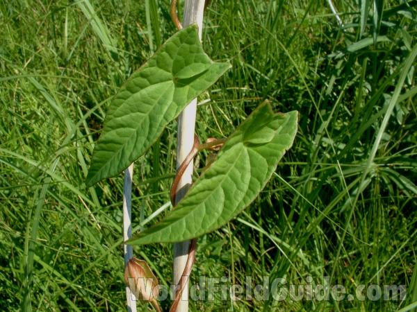 Leaves<br>(Location of Picture: Chiwaukee, Wisconsin, July 5, 2006)