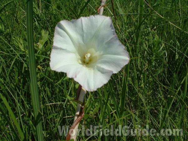 Flower - Front View<br>(Location of Picture: Chiwaukee, Wisconsin, July 5, 2006)