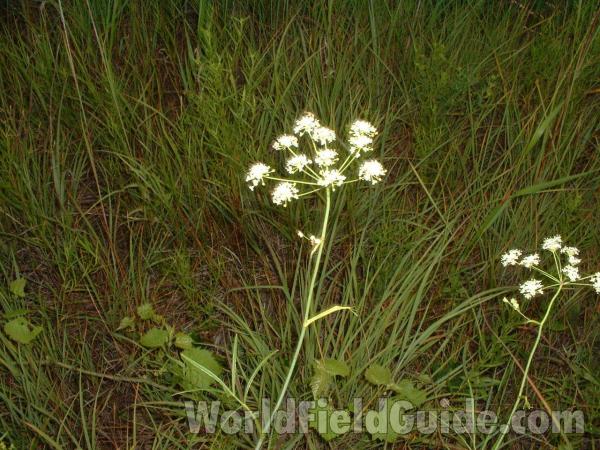 Top Of Plant in  Bloom<br>(Location of Picture: Chiwaukee, Wisconsin, Aug 19, 2006)