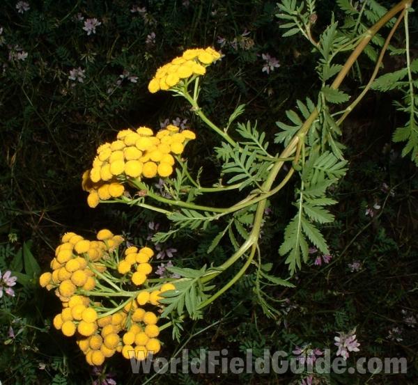 Top Of Plant in  Bloom<br>(Location of Picture: Garden, Racine, Wisconsin, Aug 2006)