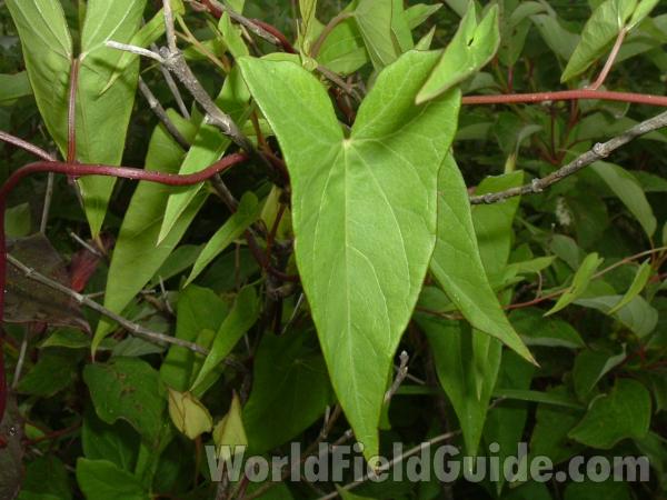 Leaves<br>(Location of Picture: Chiwaukee, Wisconsin, July 22, 2006)