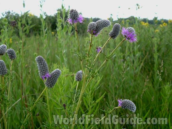 Top Fo Plants in  Bloom<br>(Location of Picture: Chiwaukee, Wisconsin, July 22, 2006)