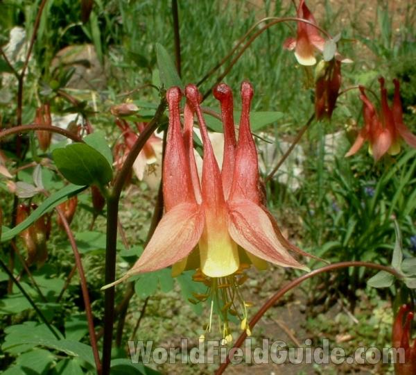 Flower<br>(Location of Picture: Nursery, Woodstock, Illinois, USA)