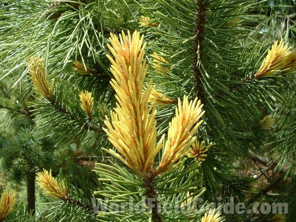 New Growth<br>(Location of Picture: Nursery, Woodtsock, Il, USA, 2006)