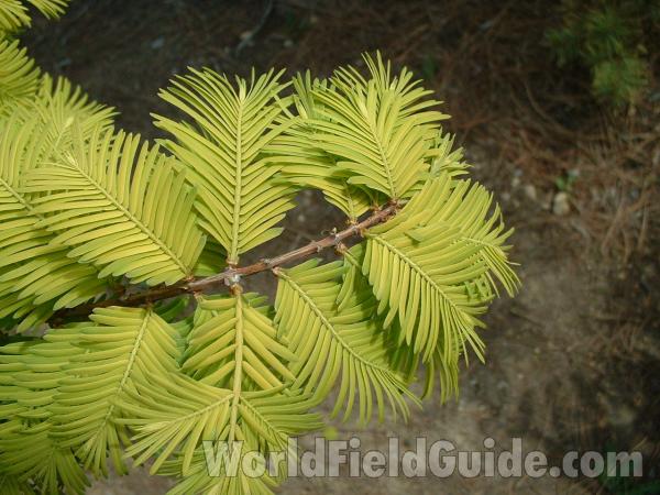 Branch and Needles<br>(Location of Picture: Nursery, Woodstock, Il, USA, 2006)