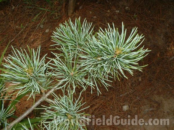 Twig and Needles<br>(Location of Picture: Nursery, Woorstock, May 20, 2006)