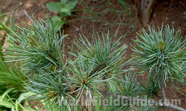 Twig and Needles<br>(Location of Picture: Nursery, Woorstock, May 20, 2006)