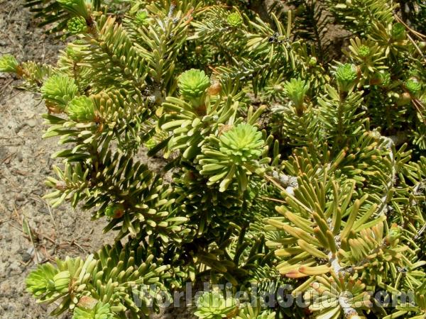May - New Growth - Goldenor Traum<br>(Location of Picture: Nursery, Woodstock, Il, USA, 2006)