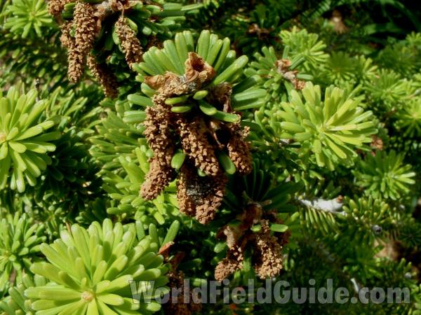 Reproduction<br>(Location of Picture: Nursery, Woodstock, May 20, 2006)