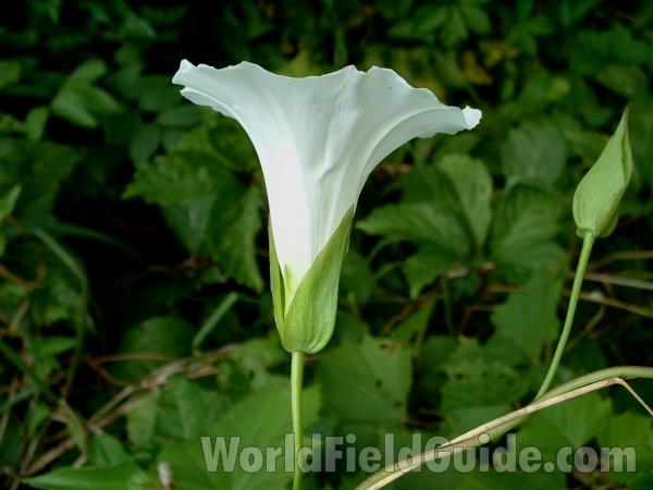 Flower - Side View<br>(Location of Picture: Round Lake, Illinois, USA, Aug 23)