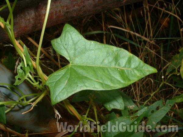 Leaf<br>(Location of Picture: Round Lake, Aug 23, 2006)