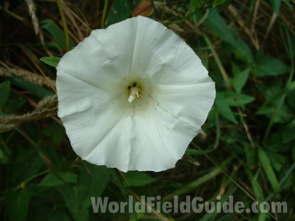 Flower - Front View<br>(Location of Picture: Round Lake, Aug 23, 2006)