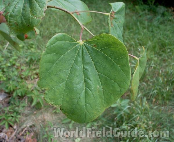 Summer Leaf - Close View<br>(Location of Picture: Garden, Round Lake, Illinois, USA)