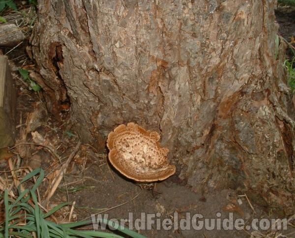 Habitat On Dead Elm<br>(Location of Picture: Round Lake, Il, USA, Aug 23, 2006)