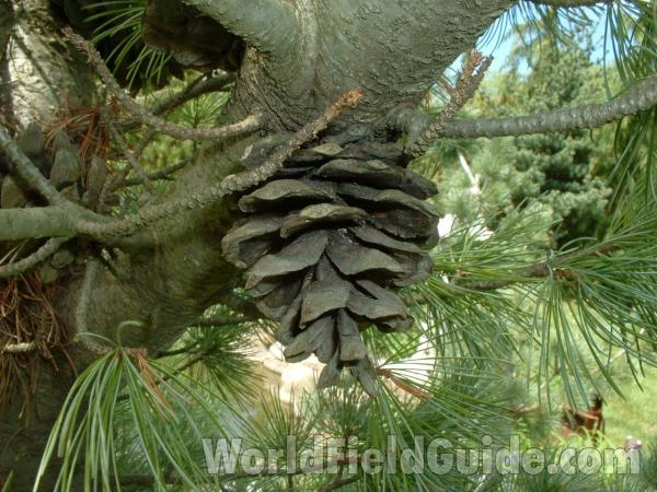 Cone and Branch<br>(Location of Picture: Nursery, Woodstock, Il, USA)
