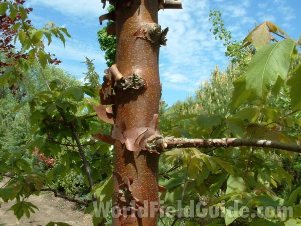 Young Trunk<br>(Location of Picture: Nursery, Woodstock, Il, USA, V 20)