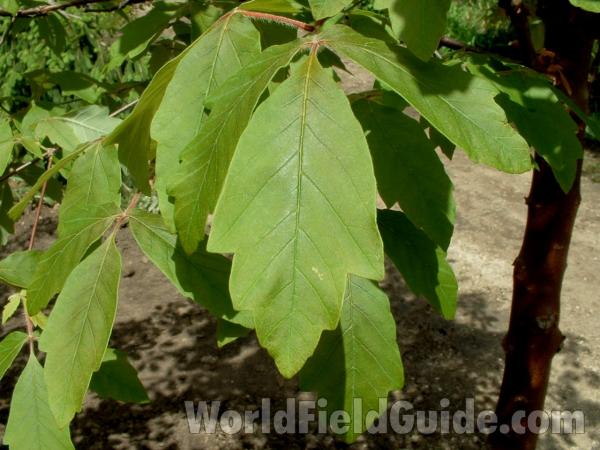 Spring Leaf, Close View<br>(Location of Picture: Nursery, Woodstock, USA, May 20)