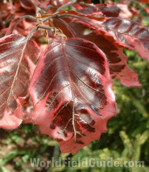 May Leaf<br>(Location of Picture: Nursery, Woodstock, Il, USA, 2006)