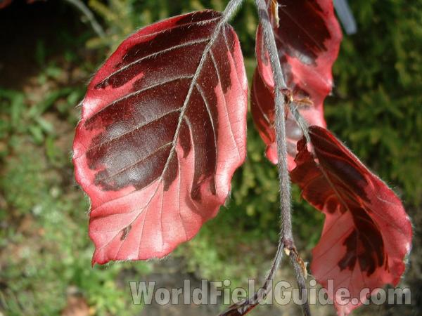 May Leaf - Close View<br>(Location of Picture: Nursery, Woodstock, Il, USA, 2006)