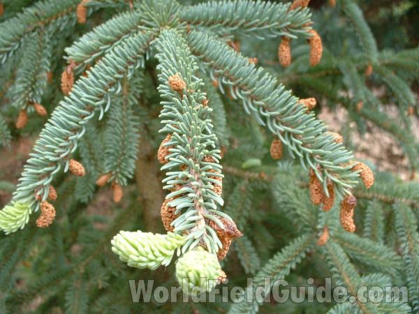 May Needles and Reproduction<br>(Location of Picture: Nursery, Woodstock, Il, USA, 2006)