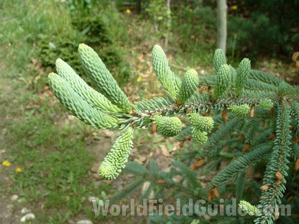 May Branch - Close View<br>(Location of Picture: Nursery, Woodstock, Il, USA, 2006)