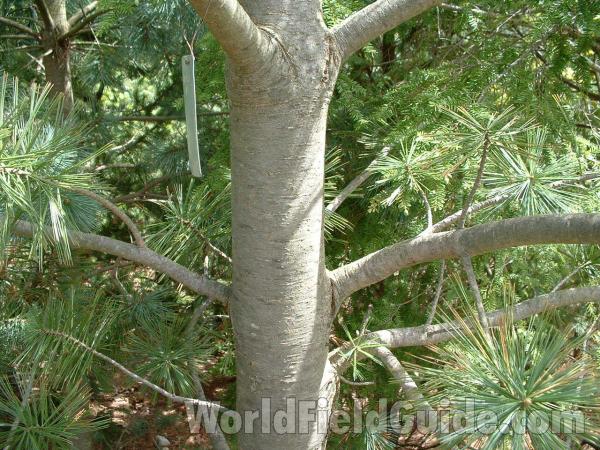 Trunk<br>(Location of Picture: Nursery, Woodstock, Il, USA, May)