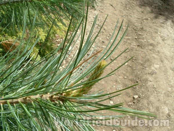 Spring Needles<br>(Location of Picture: Nursery, Woodstock, Il, USA, May)