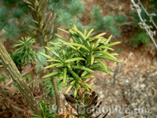 Spring Twig<br>(Location of Picture: Nursery, Woodstock, Il, USA)