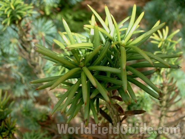 Spring Needles - Close View<br>(Location of Picture: Nursery, Woodstock, Il, USA)