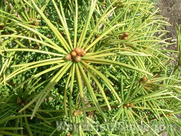Top Of Plant<br>(Location of Picture: Nursery, Woodstock, Illinois, USA)