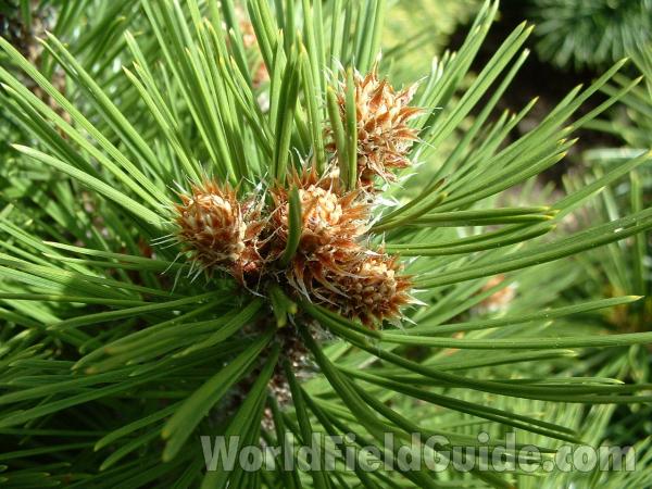 Needles and Reproduction<br>(Location of Picture: Nursery, Woodstock, Illinois, USA)