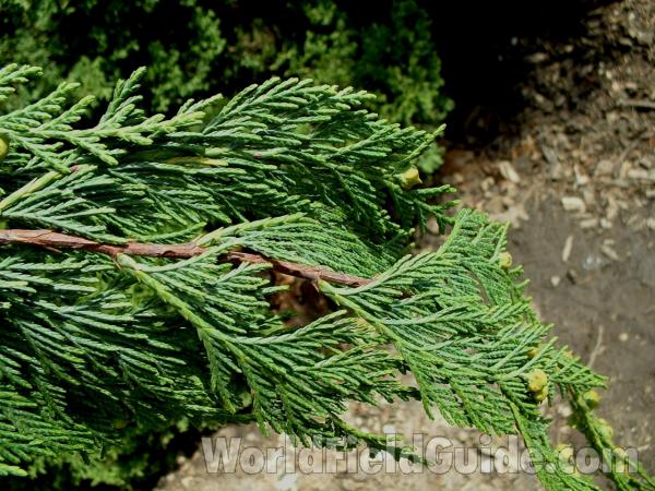 Twig and Needles<br>(Location of Picture: Nursery At Woodstock, Illinois)