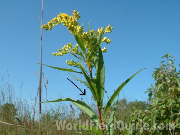 Top Of Plant in  Bloom<br>(Location of Picture: Chiwaukee, Wis USA, Aug 31, 2006)