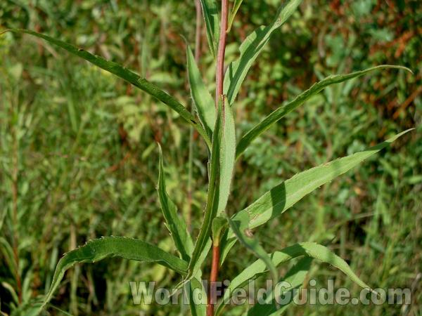 Stem and Leaves<br>(Location of Picture: Chiwaukee, Wis USA, Aug 31, 2006)
