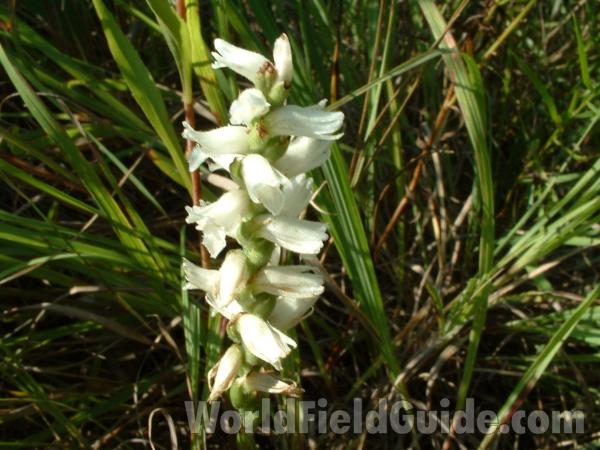 Flowers - Close View<br>(Location of Picture: Grant Woods, Illinois, Fall 2006)