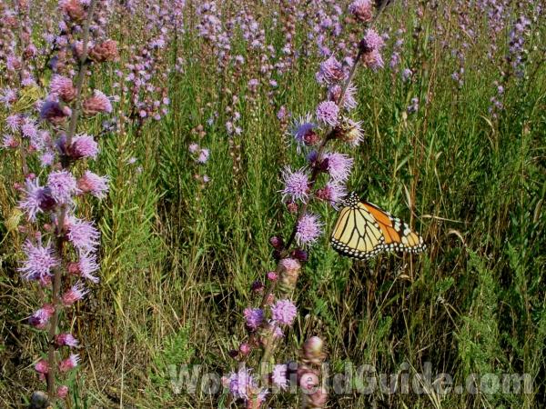 On Liatris Ligulstylus<br>(Location of Picture: Chiwaukee Prairie, Aug 31, 2006)