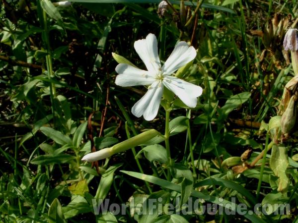 Flower - Front View<br>(Location of Picture: Chiwaukee, Wisconsin, Aug 28, 2006)