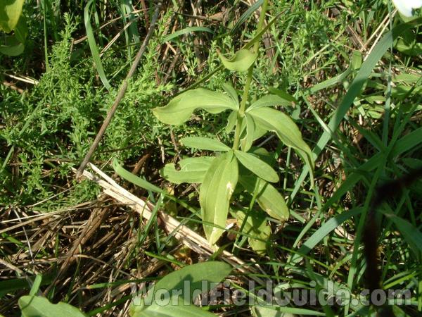 Leaves<br>(Location of Picture: Chiwaukee, Wisconsin, Aug 28, 2006)