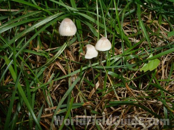 On Lawn - Habitat View<br>(Location of Picture: Round Lake, Il, USA, Sept 18, 2006)
