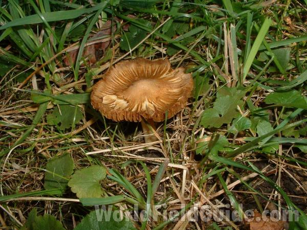 Habitat in  Lawn View<br>(Location of Picture: Lawn In Round Lake, Il, USA,  2006)