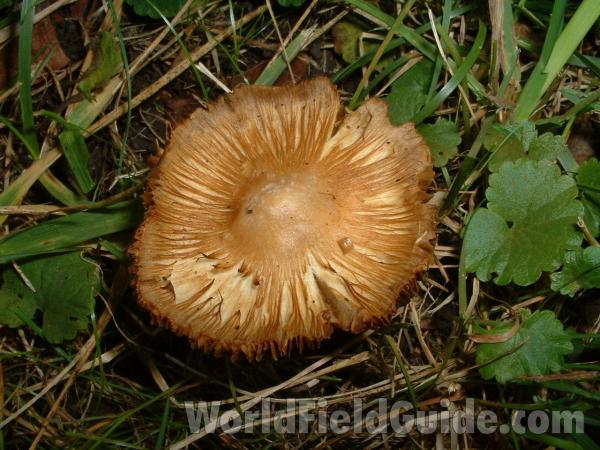 Top View<br>(Location of Picture: Lawn In Round Lake, Il, USA, Fall)