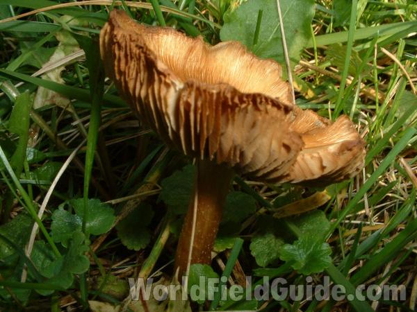 Side View Showing Gills<br>(Location of Picture: Lawn In Round Lake, Il, USA, Fall)