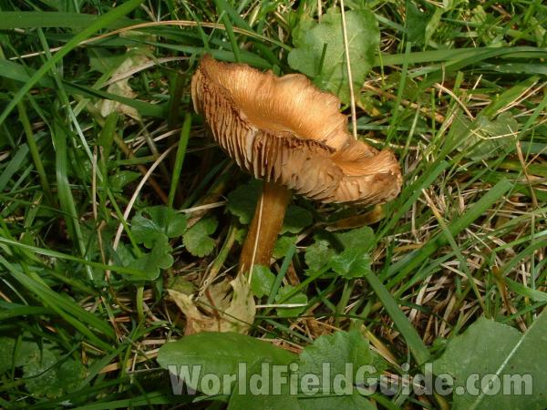 Gills - Side View
