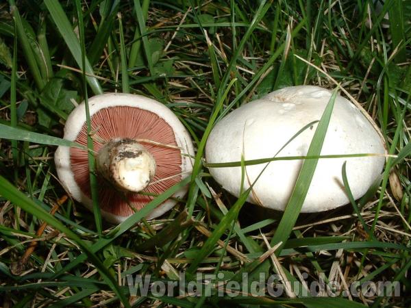 Newly Emerged<br>(Location of Picture: Yard At Round Lake, Il, USA, Aug 30)