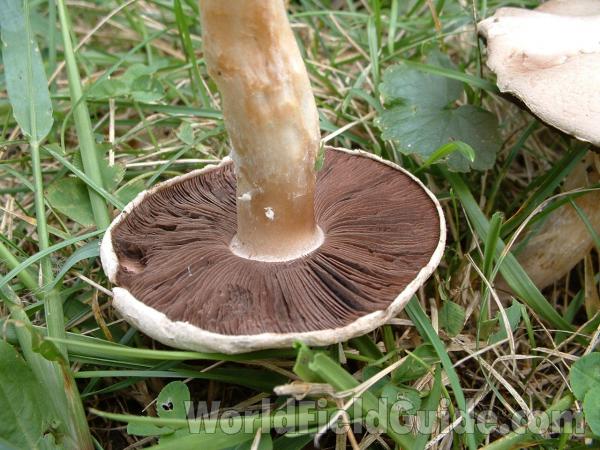 Mature Gills - Close View<br>(Location of Picture: Yard At Round Lake, Sept 2, 2006)