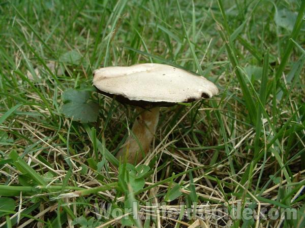 Habitat - Side View<br>(Location of Picture: Yard At Round Lake, Sept 2, 2006)