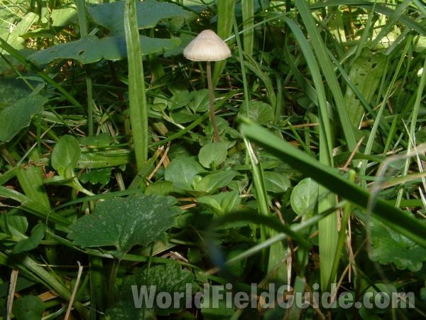 Habitat in  Lawn<br>(Location of Picture: Round Lake, Il, USA Oct 1, 2006)