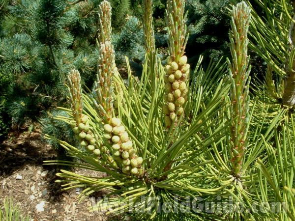 Var Obtusa - Spring Growth<br>(Location of Picture: Nursery, May 20, 2006)