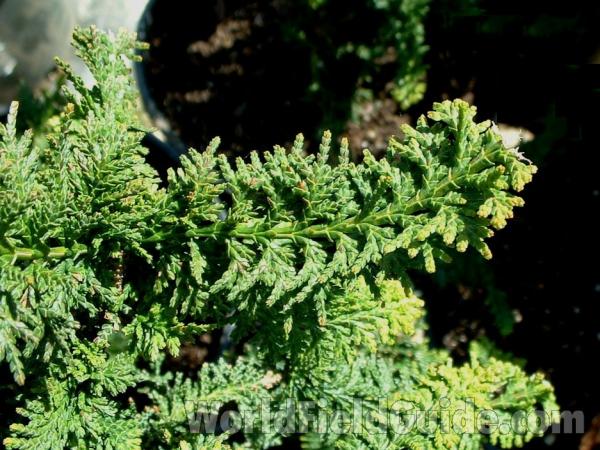 Twig and Leaves - Spring View<br>(Location of Picture: Nursery, Woodstock, Illinois, USA)
